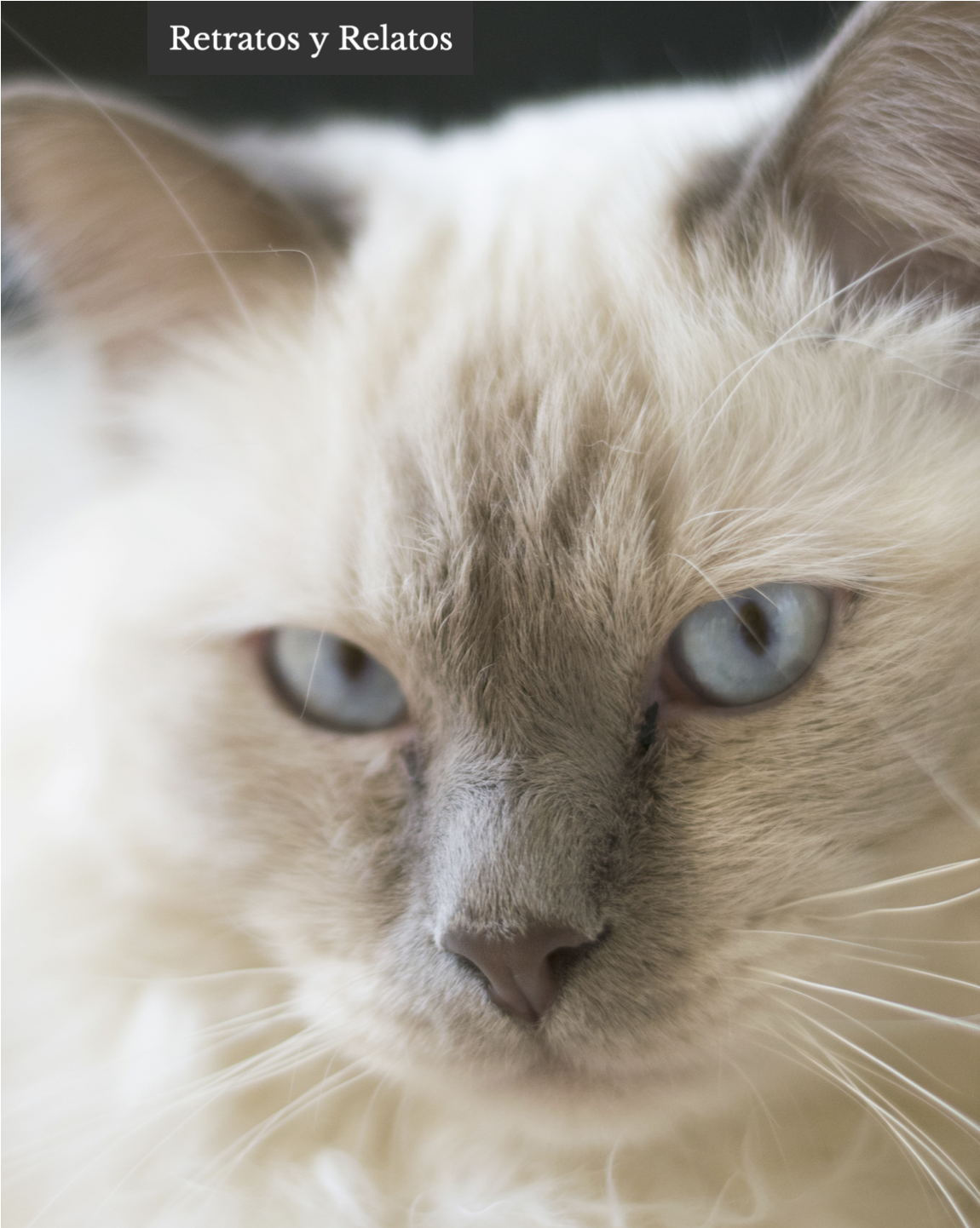 Fotografía de retrato de un gato sagrado de Birmania